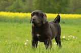 DOGUE DU TIBET 831